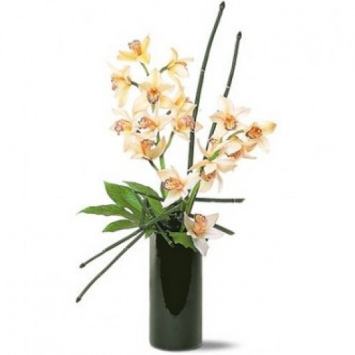 Artistic Orchids